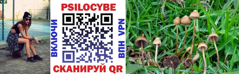 купить   Кемь  Галлюциногенные грибы Cubensis 